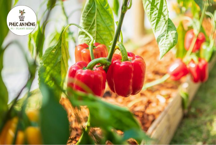Cách trồng ớt chuông bằng hạt đơn giản
