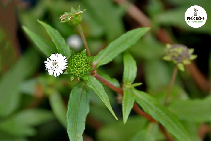 Kỹ thuật chăm sóc cây cỏ mực đúng cách