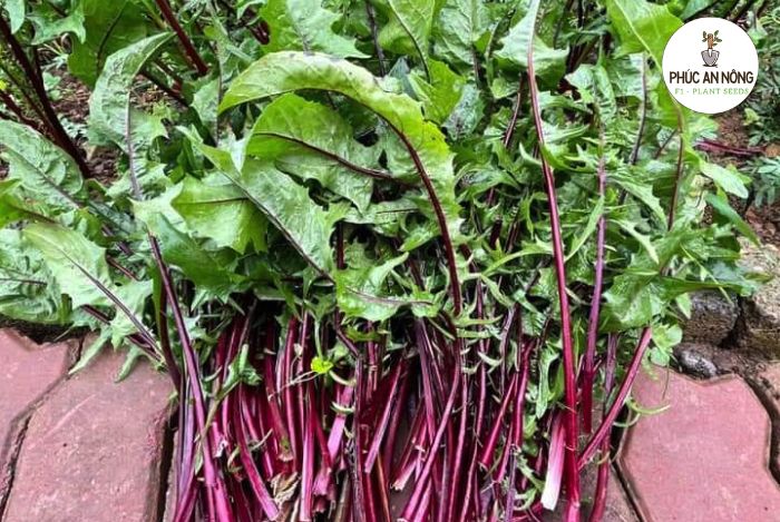 Kỹ thuật trồng và chăm sóc cây hoa bồ công anh