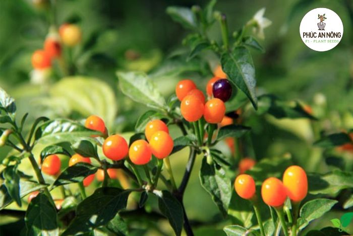 Kỹ thuật chăm sóc cây ớt đắt nhất thế giới Peru(Aji Charapita)