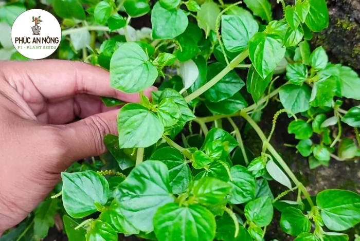 Cách chăm sóc khi trồng rau càng cua bằng hạt
