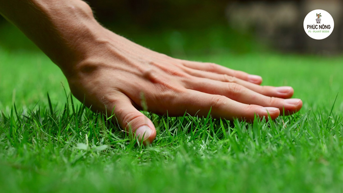 Cách gieo và chăm sóc hạt giống cỏ nhung nhật 