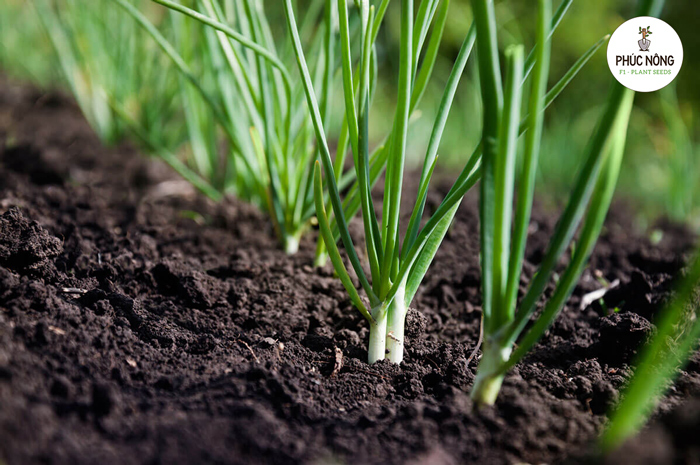 Cách trồng và chăm sóc hành lá từ hạt giống