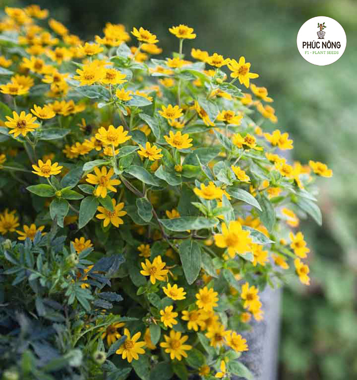 Cách trồng hạt giống hoa cúc mặt trời