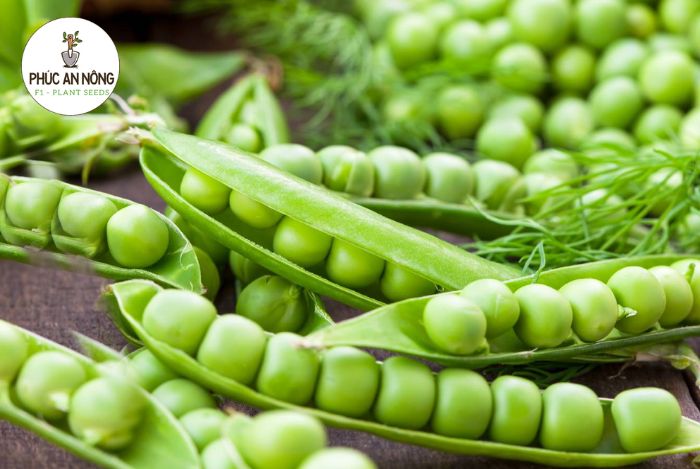 Cách trồng và chăm sóc hạt giống đậu hà lan