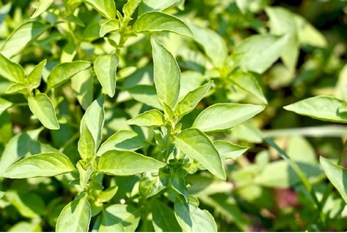 kỹ thuật trồng lá é bằng hạt giống