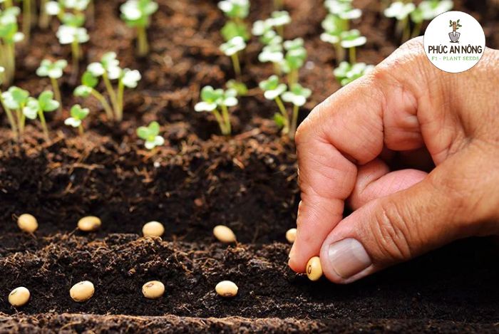 Kỹ thuật gieo trồng hạt giống cây so đũa chuẩn