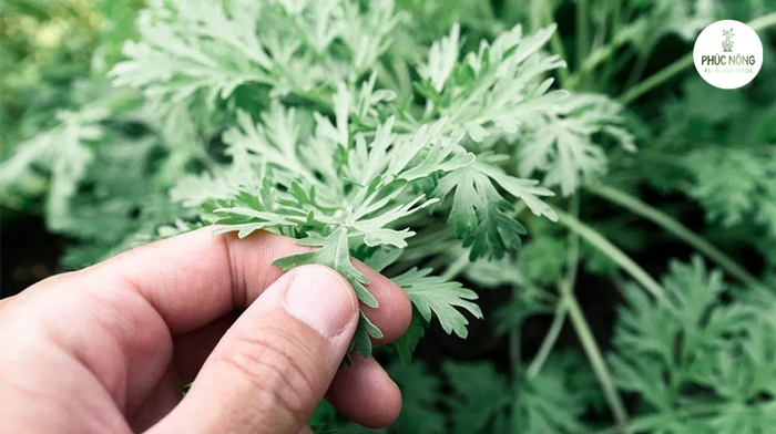 Kỹ thuật gieo trồng hạt giống cây rau ngải cứu 