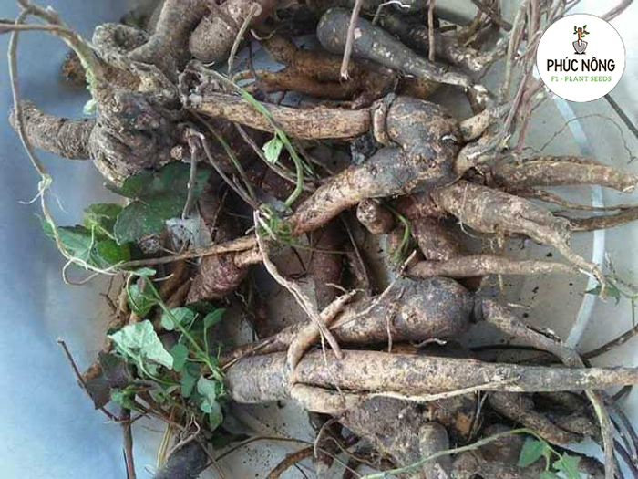 Kỹ thuật trồng sâm bố chính