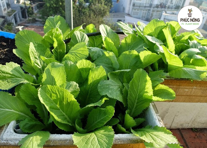 Cách trồng hạt giống cải bẹ xanh mỡ 