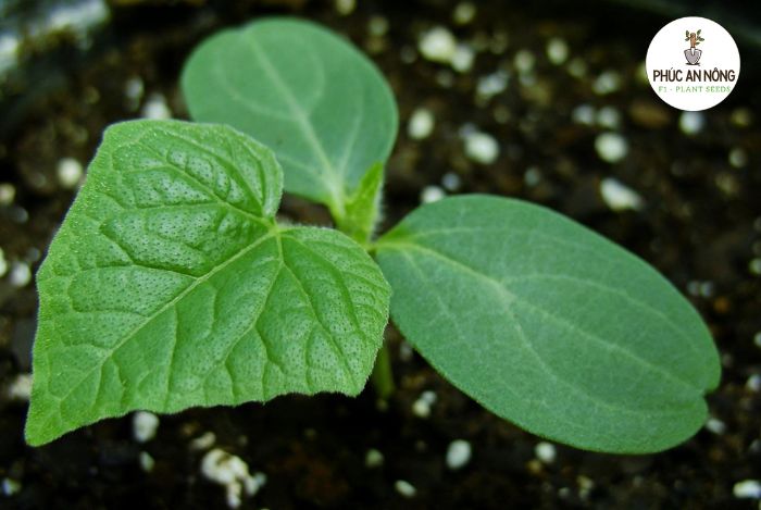 Cách trồng dưa leo chùm siêu trái bằng hạt giống