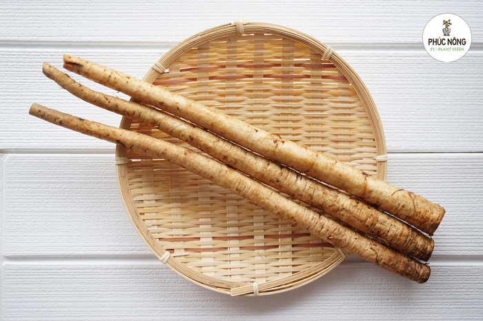 Kỹ thuật trồng và chăm sóc hạt giống cây ngưu bàng 