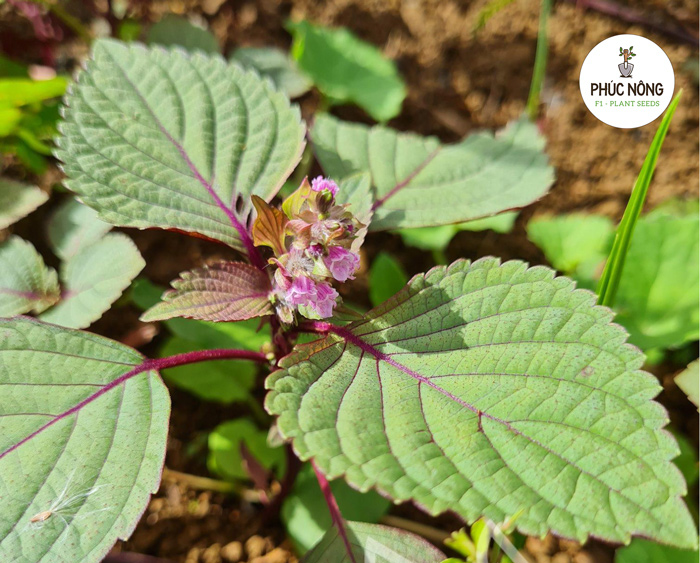 Cách trồng cây tía tô bằng hạt