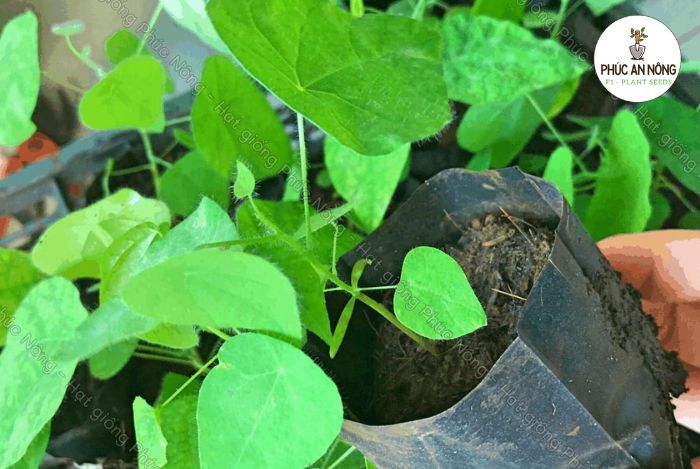 Kỹ thuật gieo hạt sương sâm lông