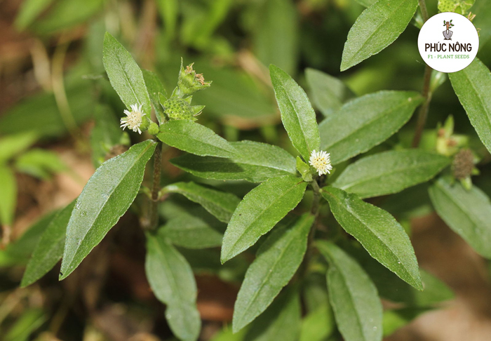 Lợi ích của việc trồng hạt giống cây cỏ mực