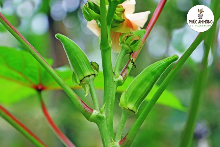 Lợi ích khi sử dụng cây đậu bắp xanh