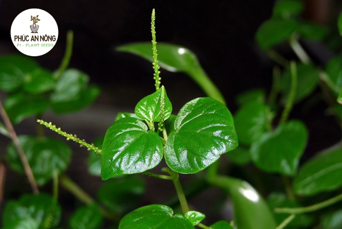 Tác dụng của rau càng cua / rau tiêu