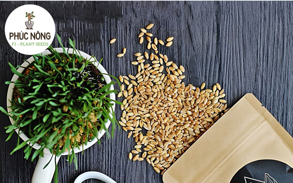 Lưu ý khi mua giống bạc hà mèo Catnip