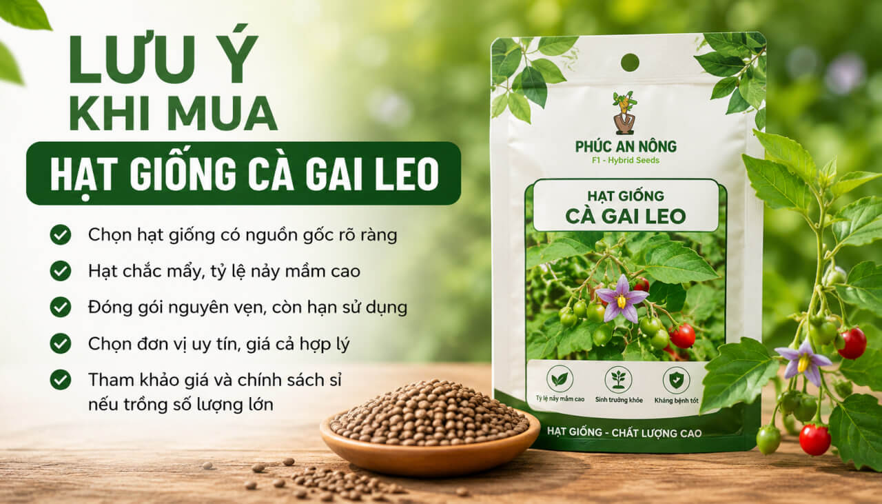 lưu ý khi mua hạt giống cà gai leo chất lượng, tỷ lệ nảy mầm cao tại Phúc An Nông