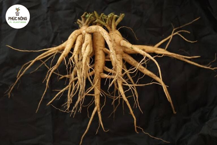 Lưu ý khi mua và sử dụng sâm bố chính