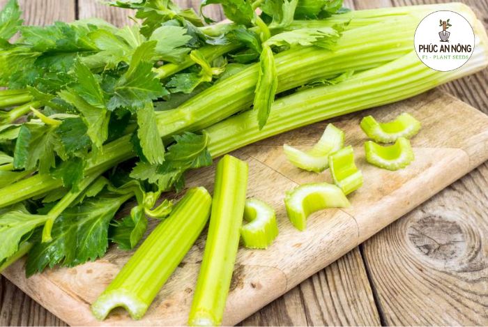 Mẹo chăm sóc cây cần tây mỹ khi trồng bằng hạt giống
