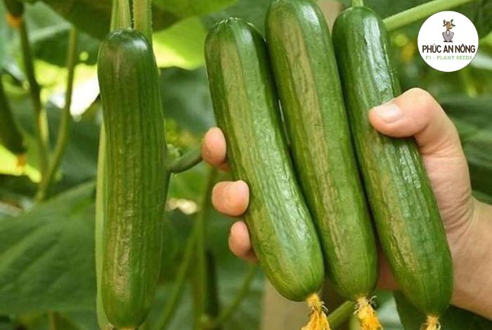 Công dụng của dưa leo chùm và thông tin về hạt giống dưa chuột chùm