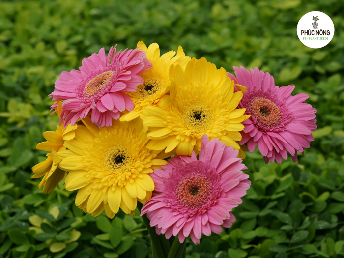 Một số lưu ý khi trồng hạt giống hoa đồng tiền