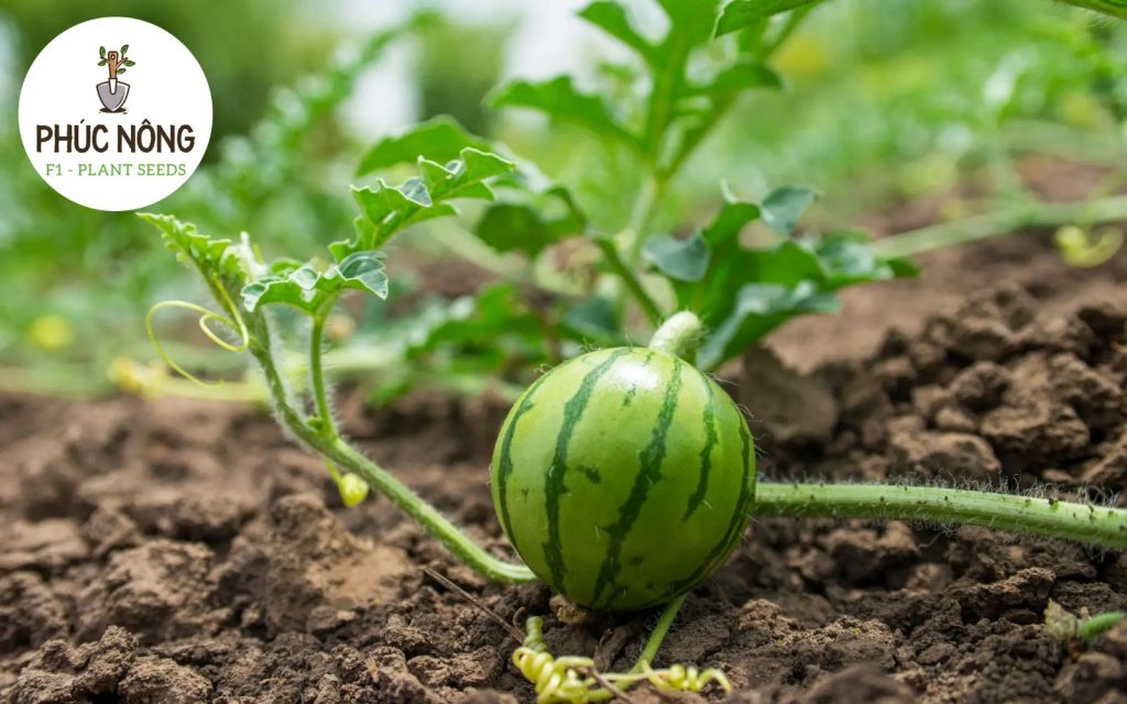 Một số lưu ý khi mua hạt giống dưa hấu
