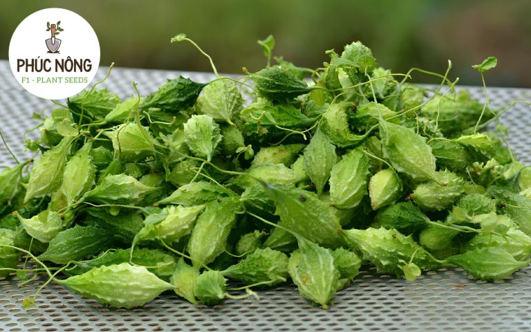 Lưu ý khi trồng hạt giống khổ qua rừng