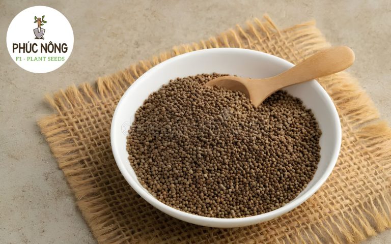 Một số lưu ý khi mua hạt giống lá vừng