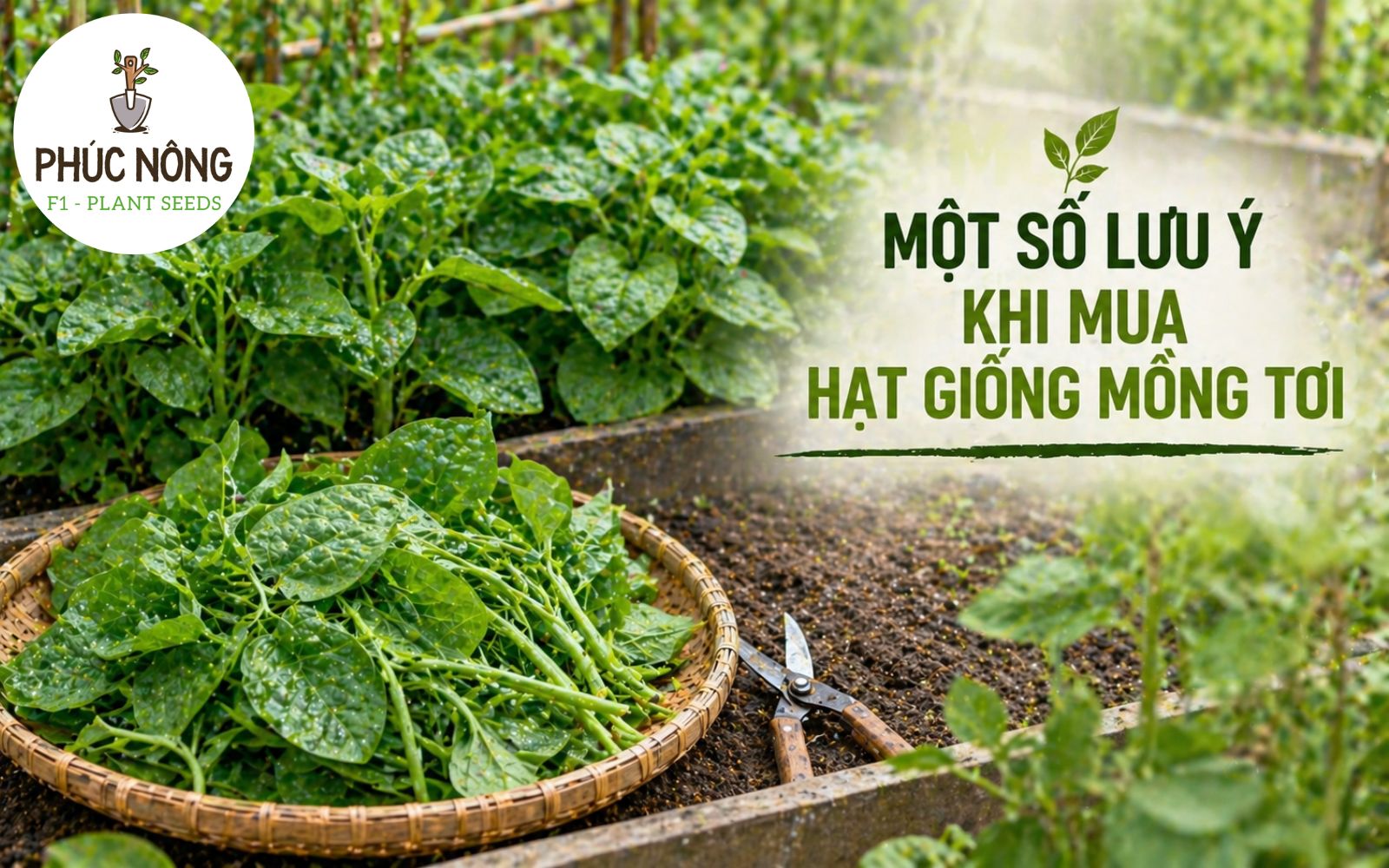 khi mua hạt giống mồng tơi cần quan tâm một số lưu ý sau