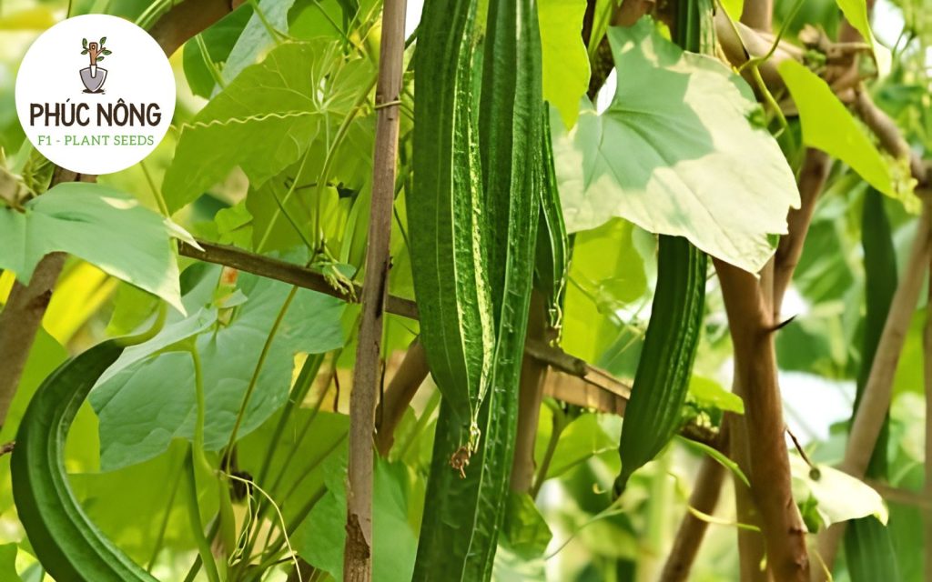Một số lưu ý khi mua hạt giống mướp hương
