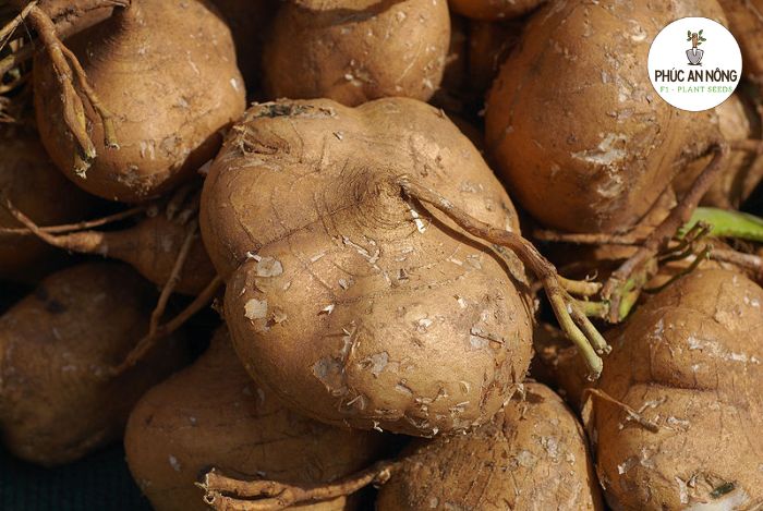 Một số lưu ý về kỹ thuật trồng và chăm sóc cây củ đậu trồng từ hạt giống