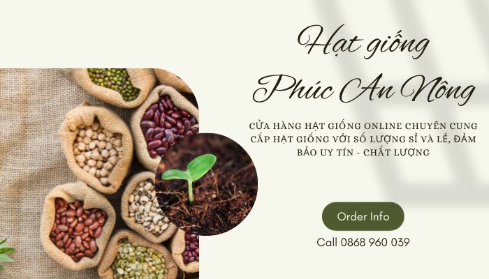 Cung cấp hạt giống cần tây Mỹ khổng lồ giá sỉ tại Phúc An Nông