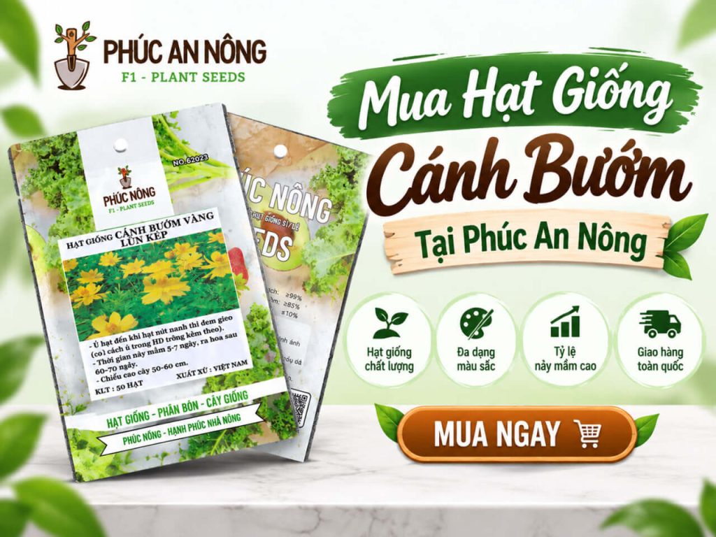 mua hạt giống hoa cánh bướm tại Phúc An Nông