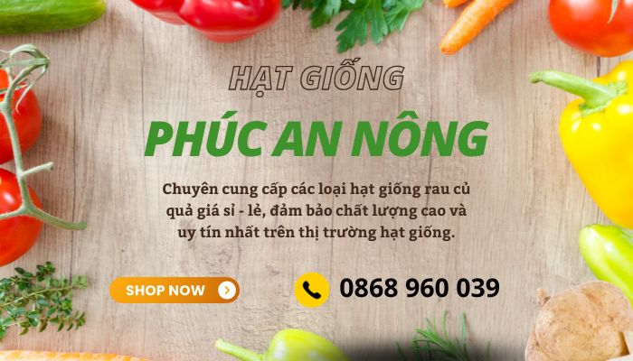 Mua hạt giống củ đậu F1 giá sỉ tại Phúc An Nông