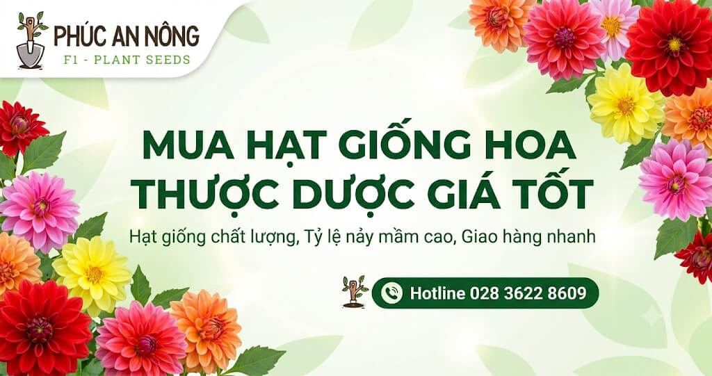 Phúc An Nông cung cấp hạt giống hoa thược dược F1 chất lượng cao cho khách lẻ, đại lý và nhà vườn