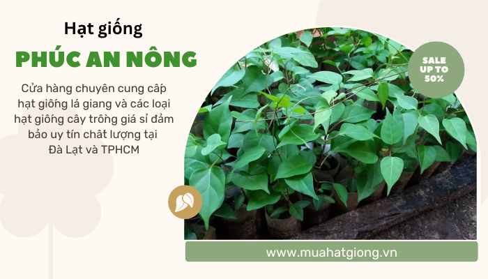 Cửa hàng cung cấp hạt giống cây lá giang giá sỉ