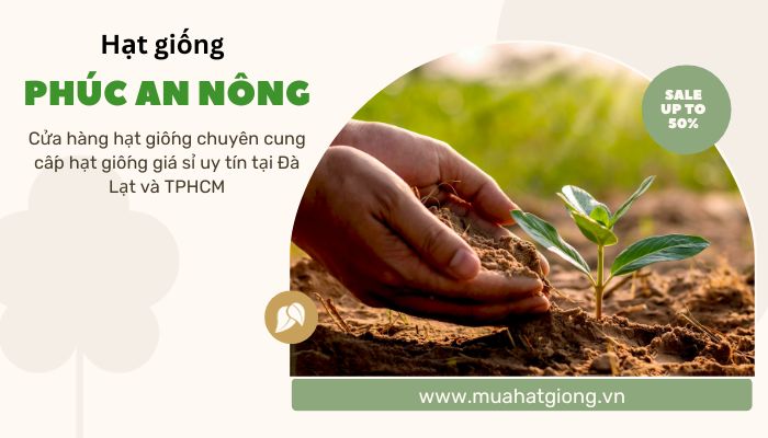 Mua hạt giống mướp hương giá sỉ để bán tại Phúc An Nông