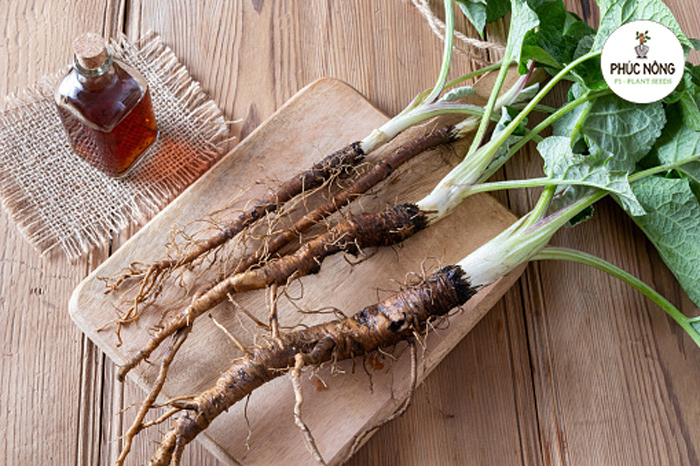 Mua hạt giống ngưu bàng ở đâu uy tín, chất lượng với giá thành tốt? 