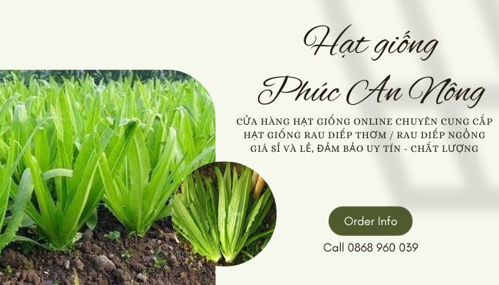Mua hạt giống rau diếp thơm giá sỉ