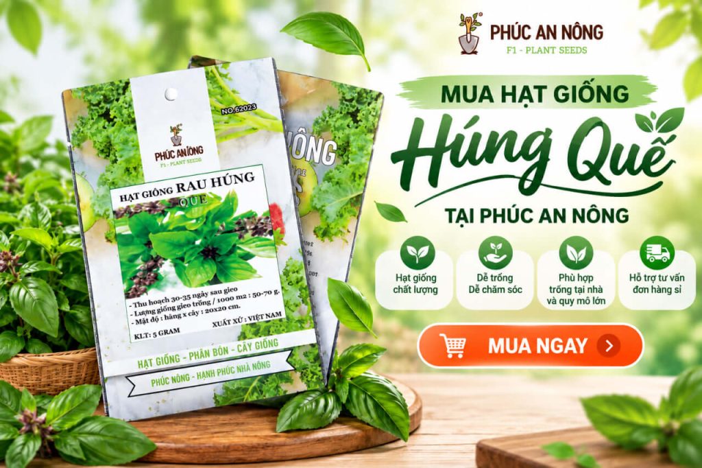 Mua hạt giống rau húng quế tại Phúc An Nông