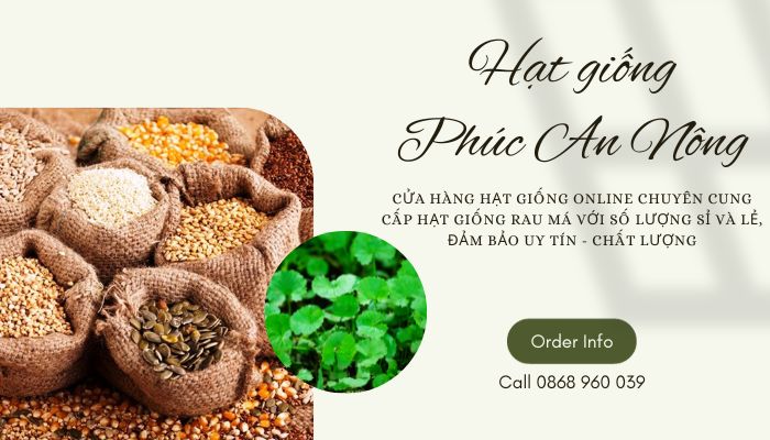 Phúc An Nông - Đơn vị cung cấp hạt giống rau má lá nhỏ giá sỉ