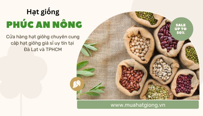 Mua hạt giống so đũa giá sỉ tại Phúc An Nông