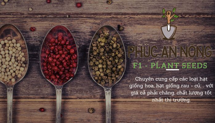 Mua hạt giống trồng cây sương sâm lông rừng giá sỉ