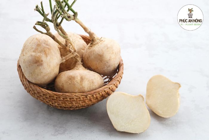 Đặc điểm cây củ đậu và tìm hiểu về hạt giống củ đậu