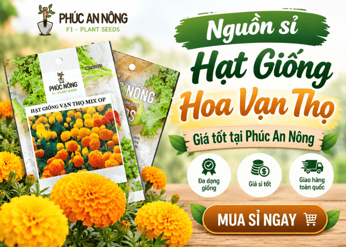 Nguồn sỉ hạt giống vạn thọ tại Phúc An Nông