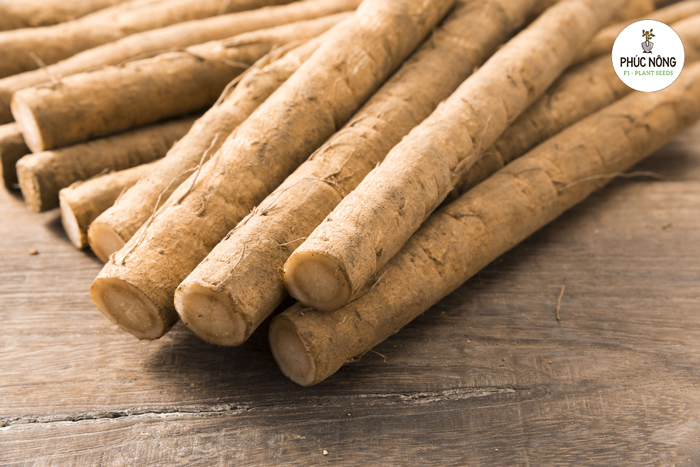 Cây ngưu bàng có tác dụng gì đối với sức khỏe? 