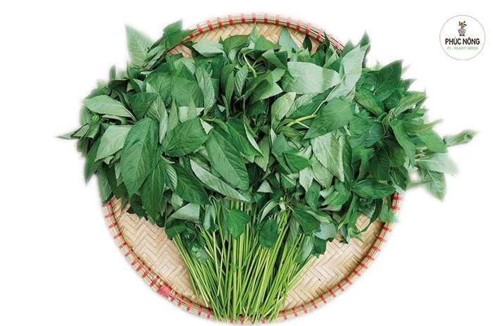 hạt rau đay chữa bệnh gì 