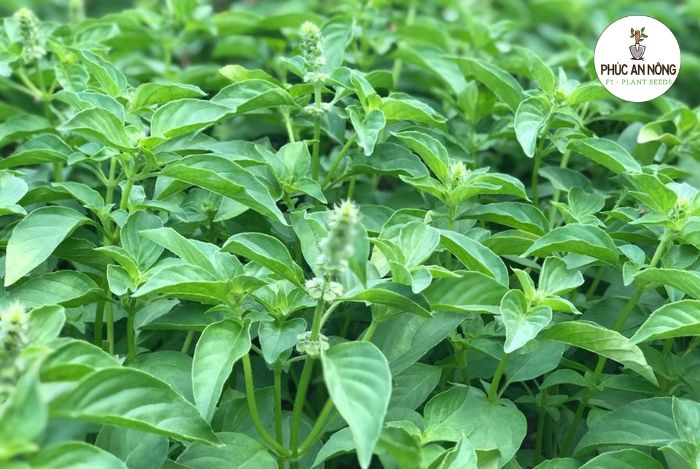Lưu ý khi sử dụng lá hạt é